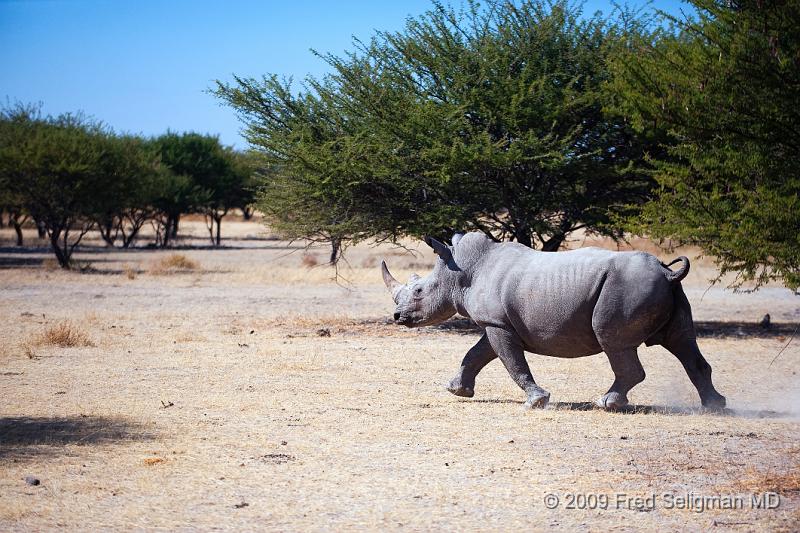 20090610_111214 D3 (1) X1.jpg - I saw  2 sightings of white rhino in Namibia in the Little Ongava Game reserve which is adjacent to Etosha National Park